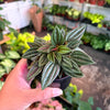Peperomia 'Eden Rosso'