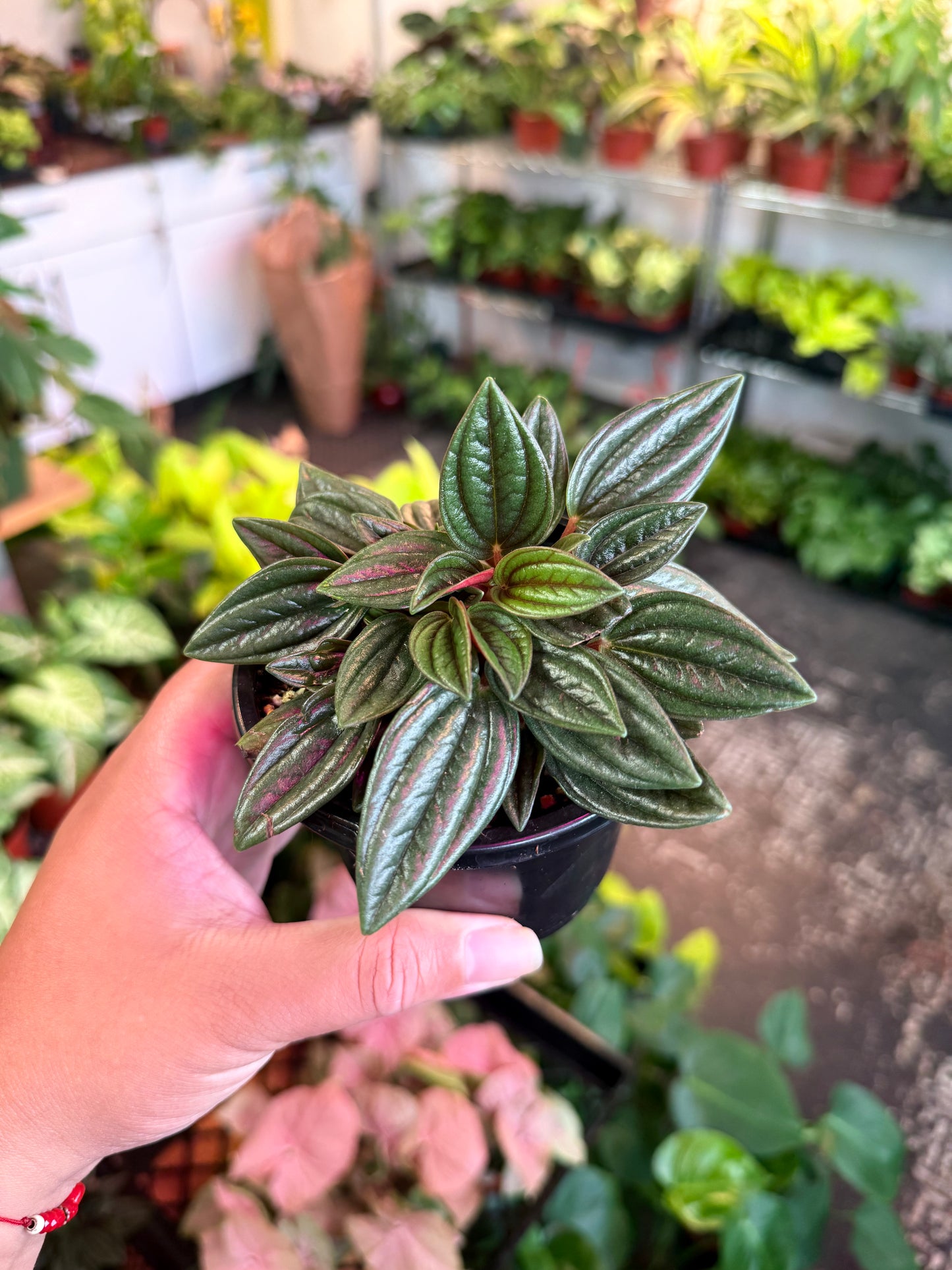 Peperomia 'Eden Rosso'