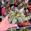 Peperomia 'Eden Rosso'