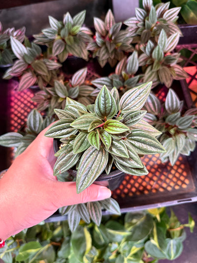 Peperomia 'Eden Rosso'