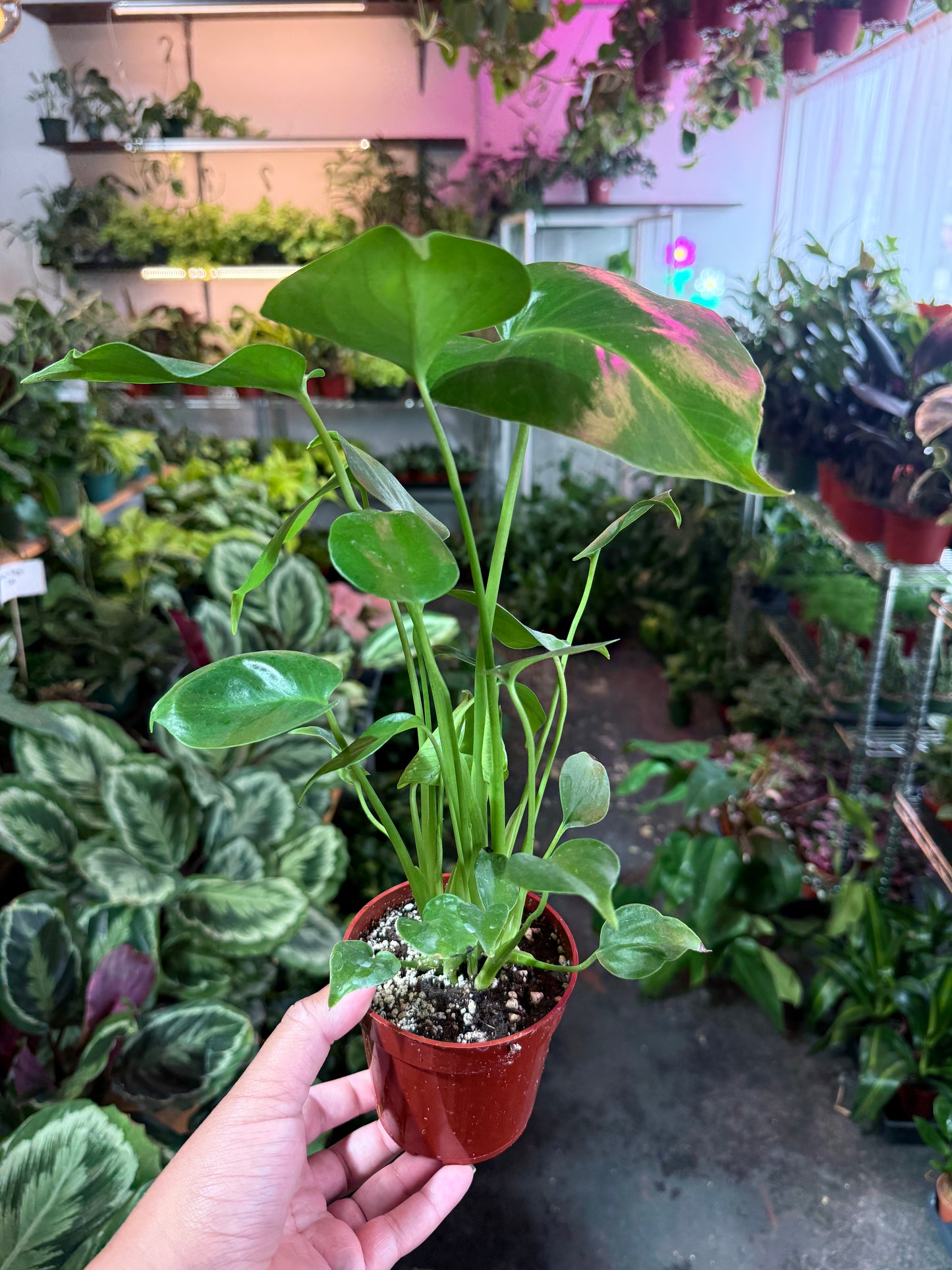 Monstera Split-Leaf 'Deliciosa'