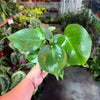 Monstera Split-Leaf 'Deliciosa'