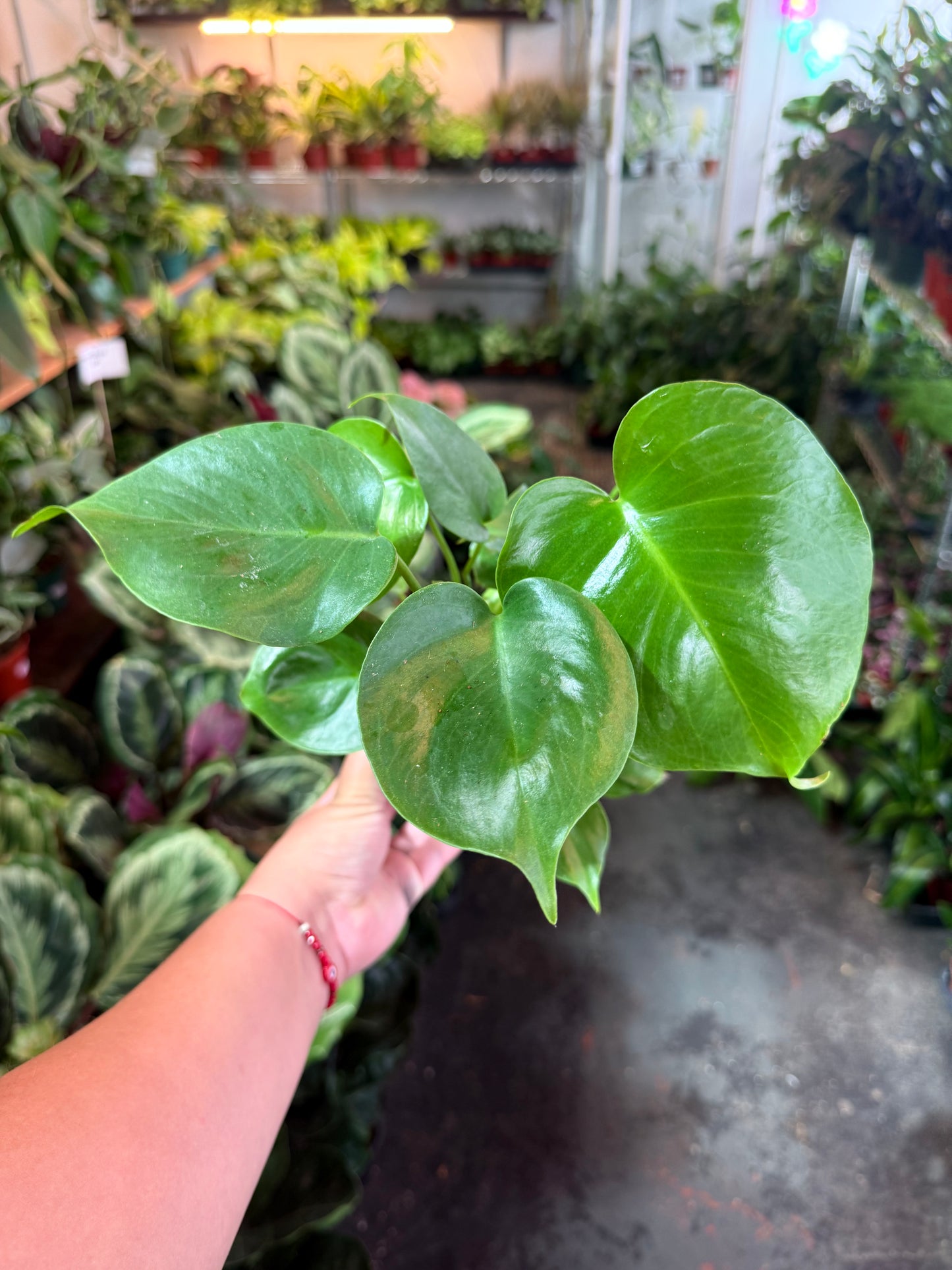 Monstera Split-Leaf 'Deliciosa'