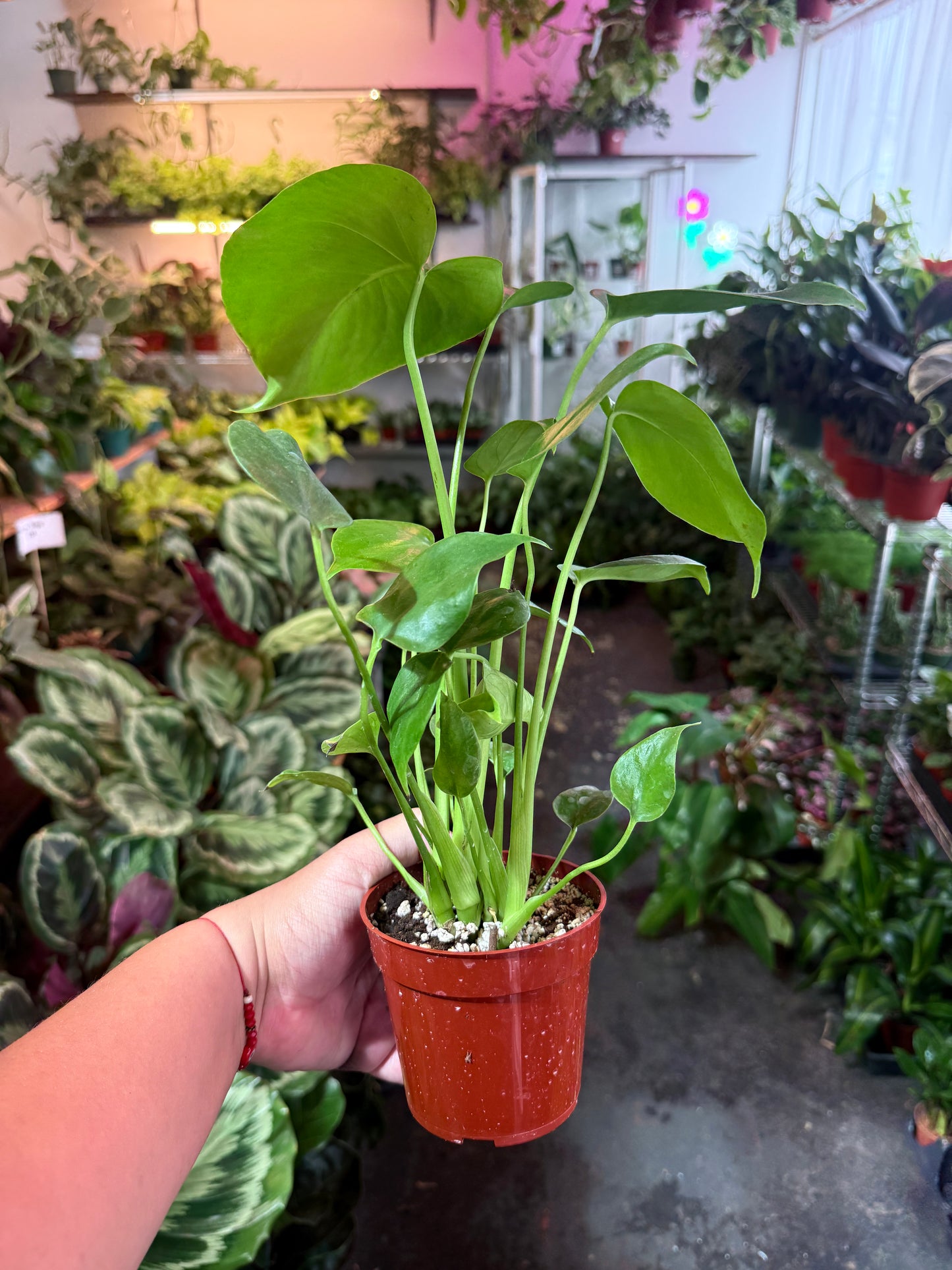 Monstera Split-Leaf 'Deliciosa'