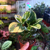Peperomia 'Marble'