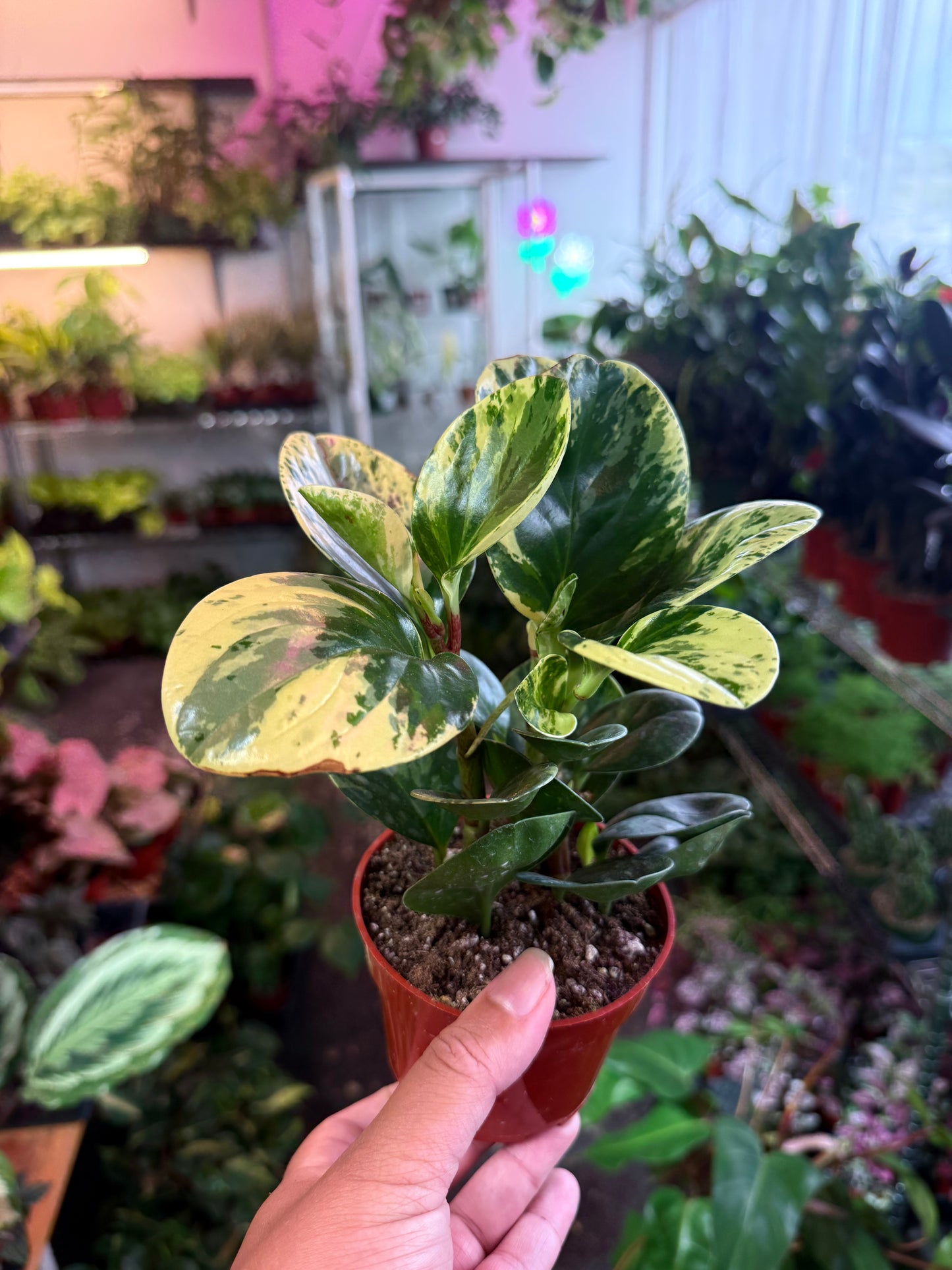 Peperomia 'Marble'