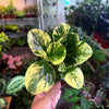 Peperomia 'Marble'