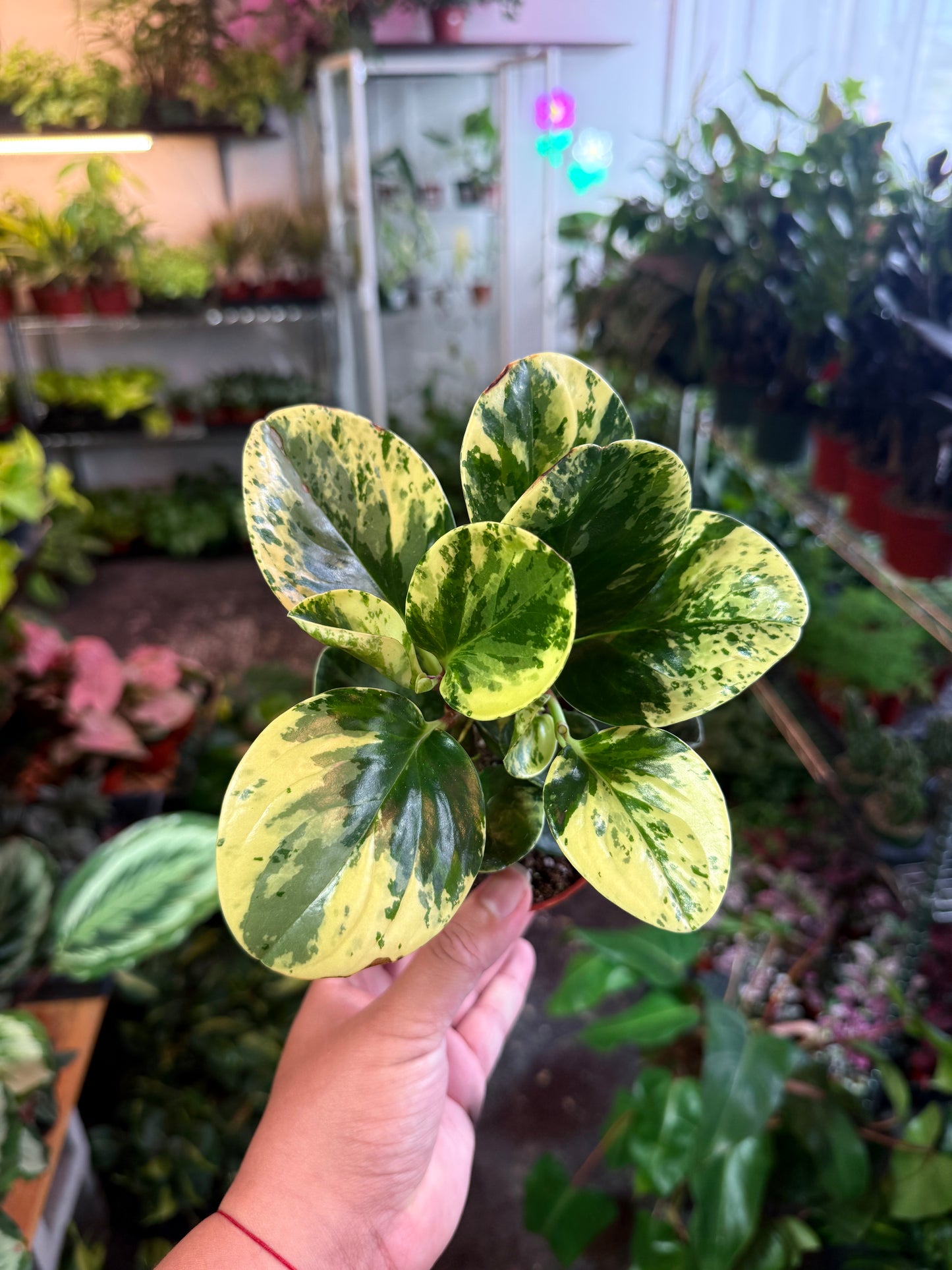 Peperomia 'Marble'