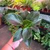 Philodendron ‘Birkin'