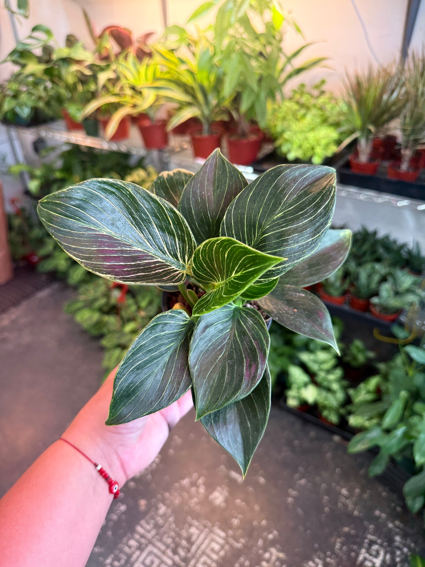 Philodendron ‘Birkin'