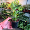 Philodendron ‘Birkin'