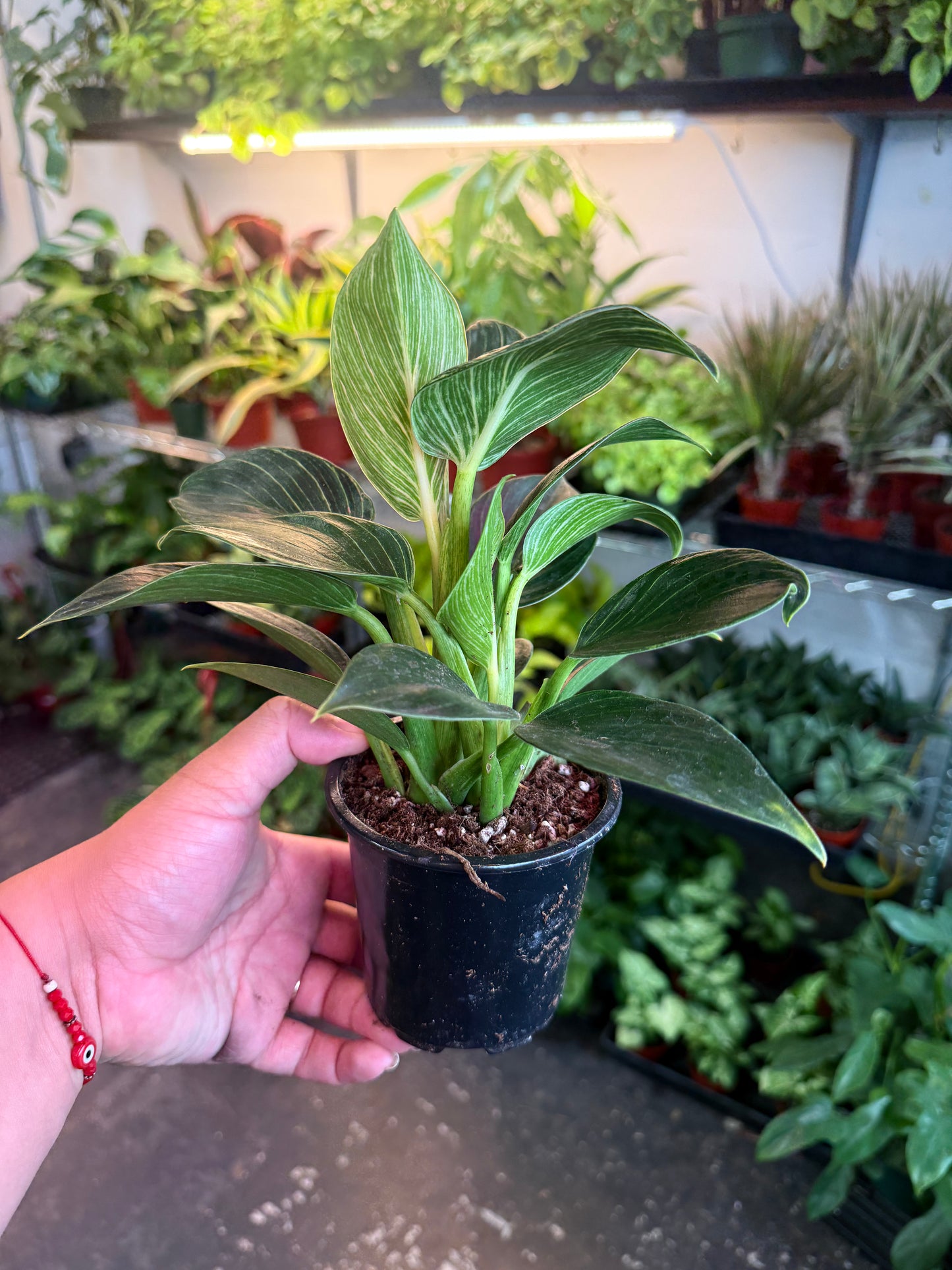 Philodendron ‘Birkin'
