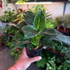 Philodendron ‘Birkin'