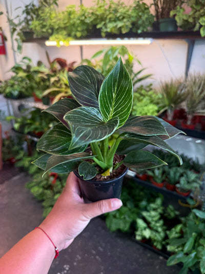 Philodendron ‘Birkin'