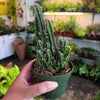 Fairy Castle Cactus