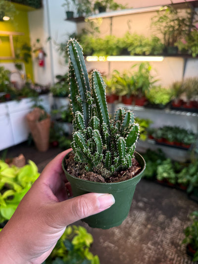 Fairy Castle Cactus