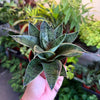 Sansevieria 'Star Power'