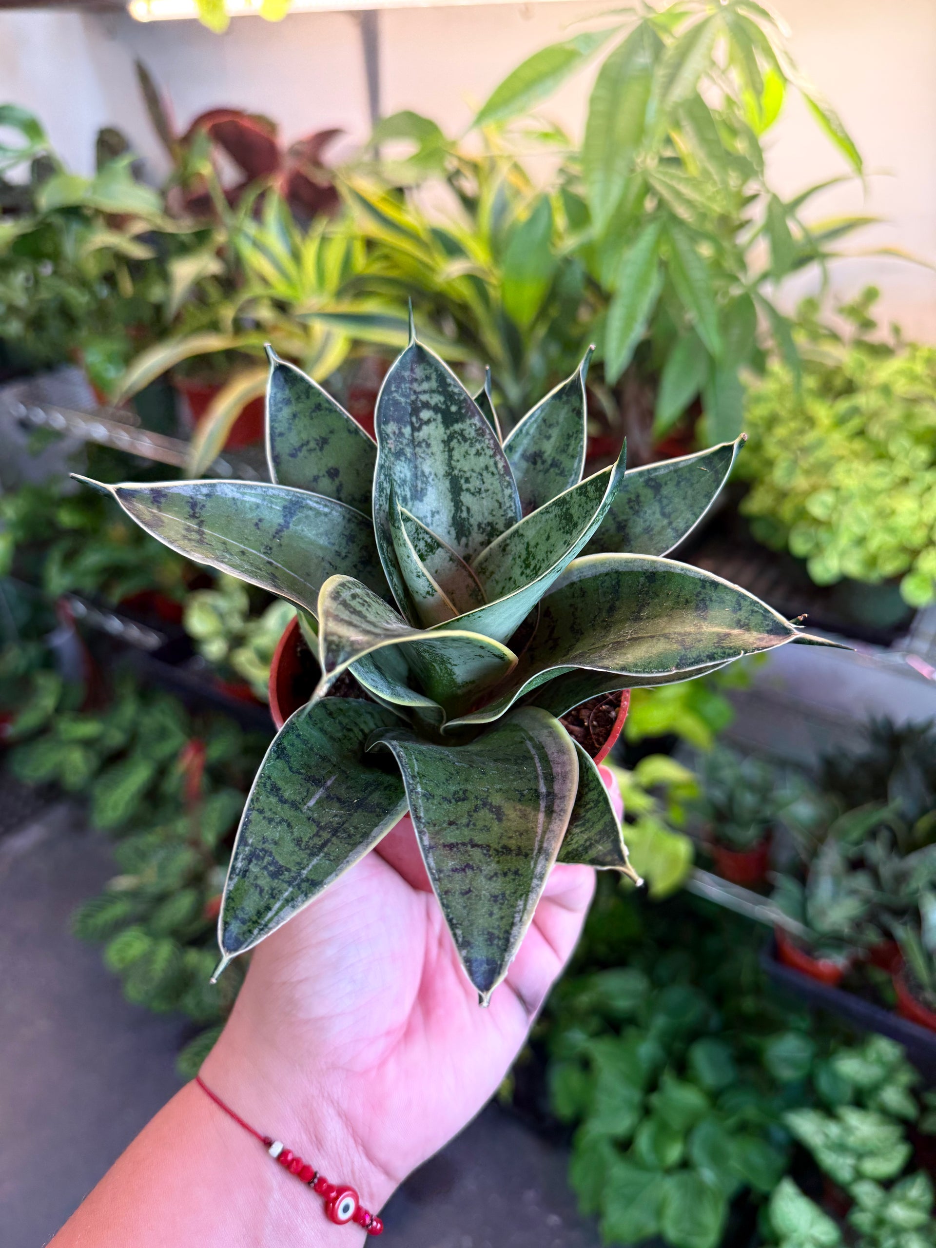 Sansevieria 'Star Power' – Humboldt Houseplants