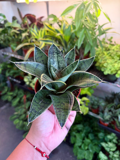 Sansevieria 'Star Power'