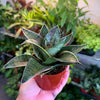 Sansevieria 'Star Power'