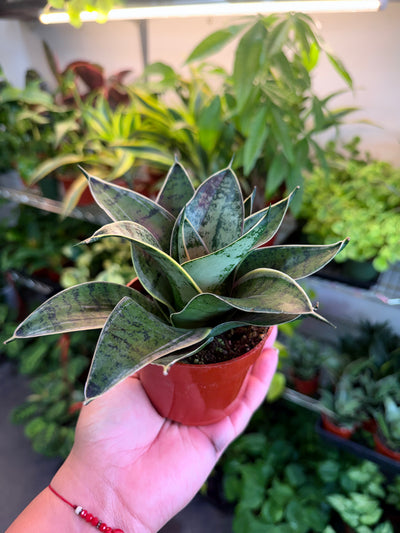 Sansevieria 'Star Power'