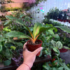Spider 'Orange Flame'