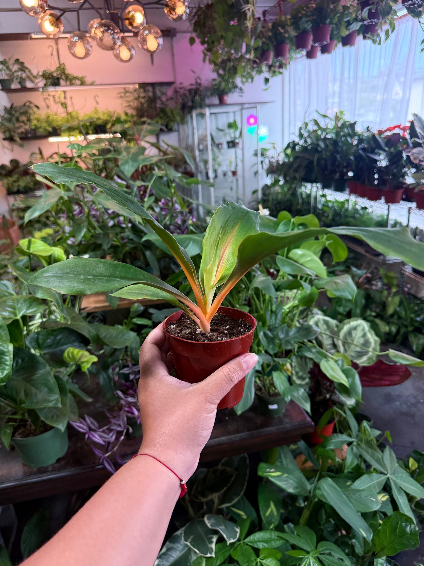 Spider 'Orange Flame'