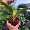 Spider 'Orange Flame'