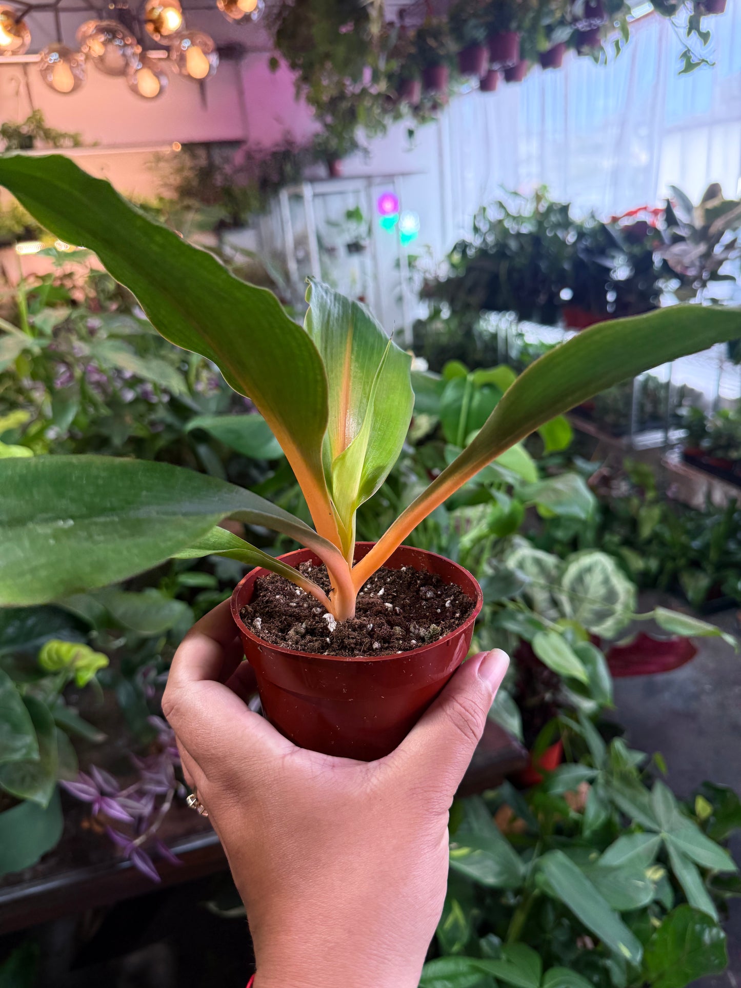 Spider 'Orange Flame'