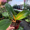 Spider 'Orange Flame'