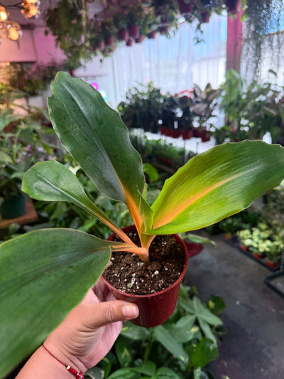Spider 'Orange Flame'
