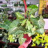 Syngonium 'White Butterfly'