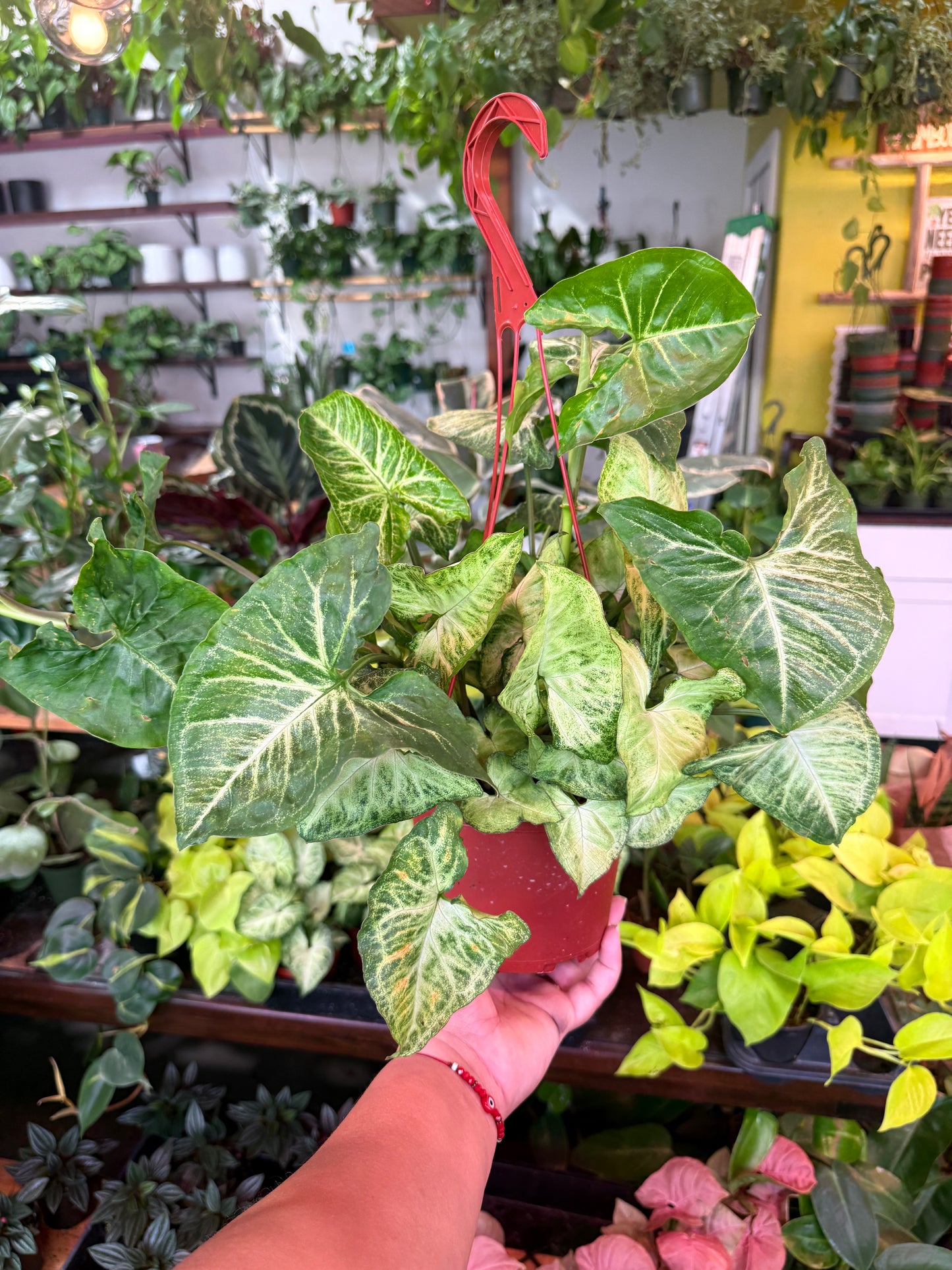 Syngonium 'White Butterfly'