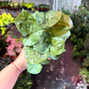 Syngonium 'Mango Illusion'