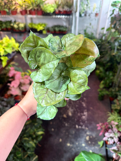 Syngonium 'Mango Illusion'