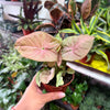 Syngonium 'Neon Robusta'