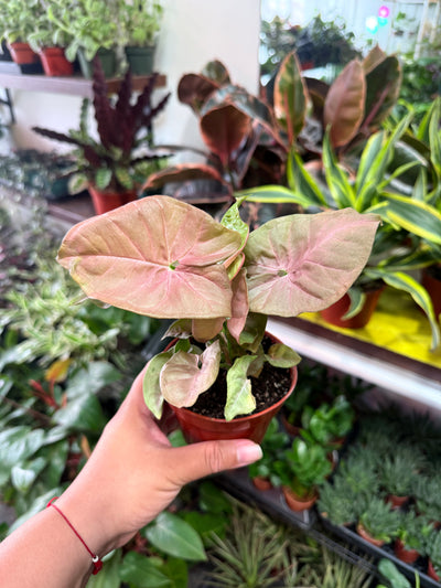 Syngonium 'Neon Robusta'