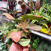 Syngonium 'Neon Robusta'