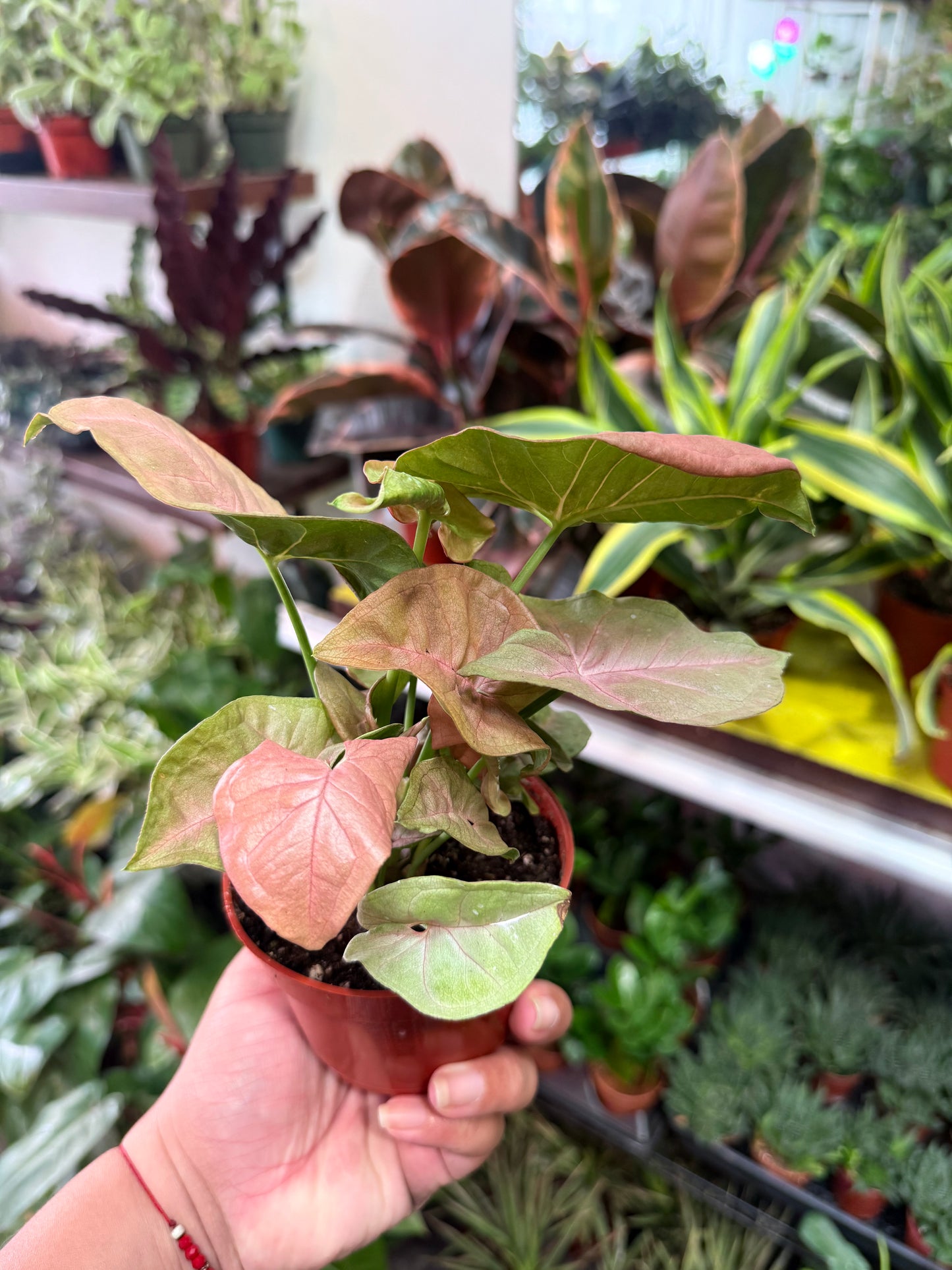 Syngonium 'Neon Robusta'