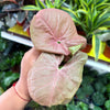 Syngonium 'Neon Robusta'