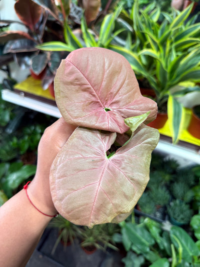 Syngonium 'Neon Robusta'