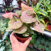 Syngonium 'Neon Robusta'