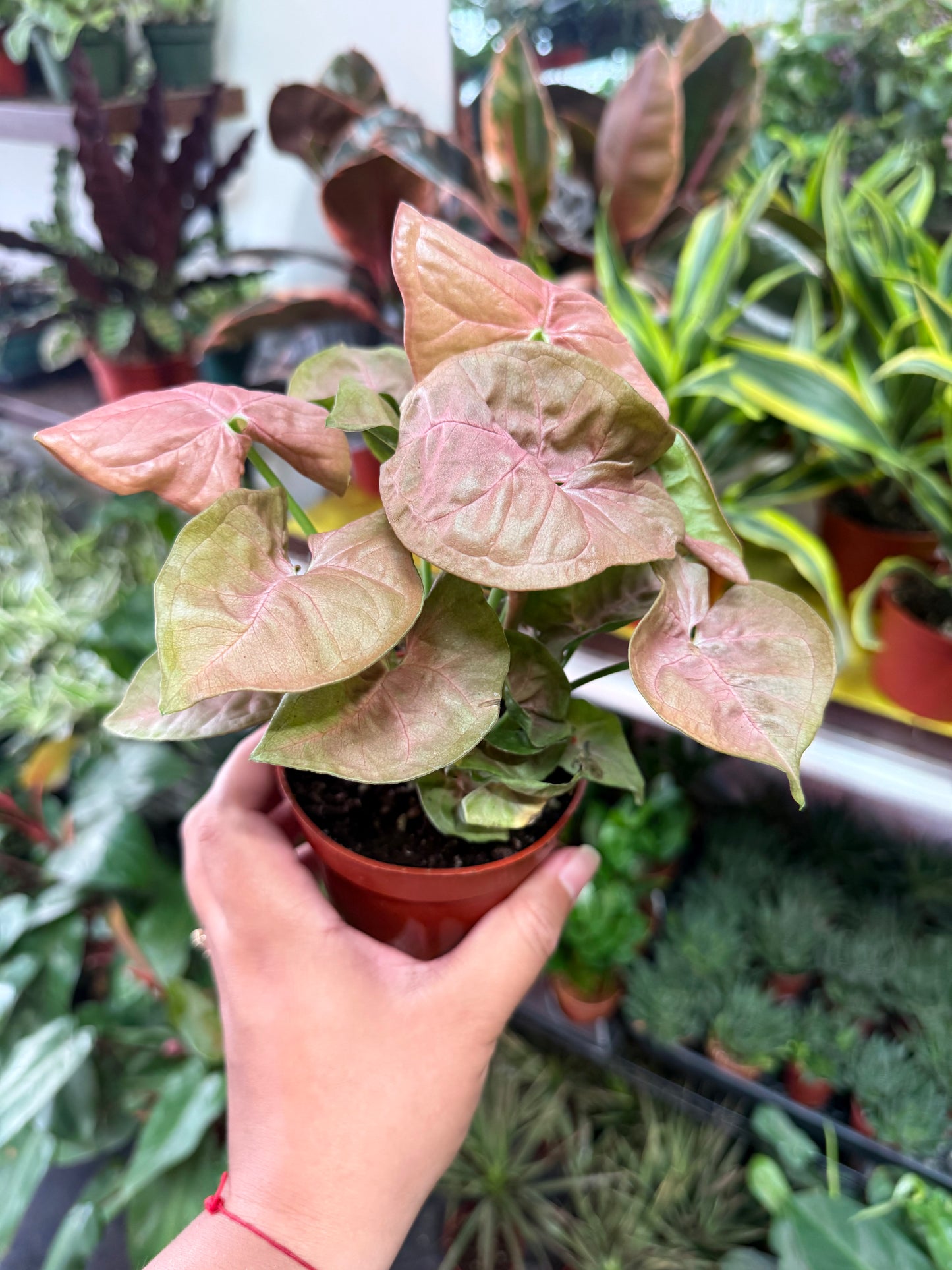 Syngonium 'Neon Robusta'