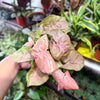 Syngonium 'Neon Robusta'