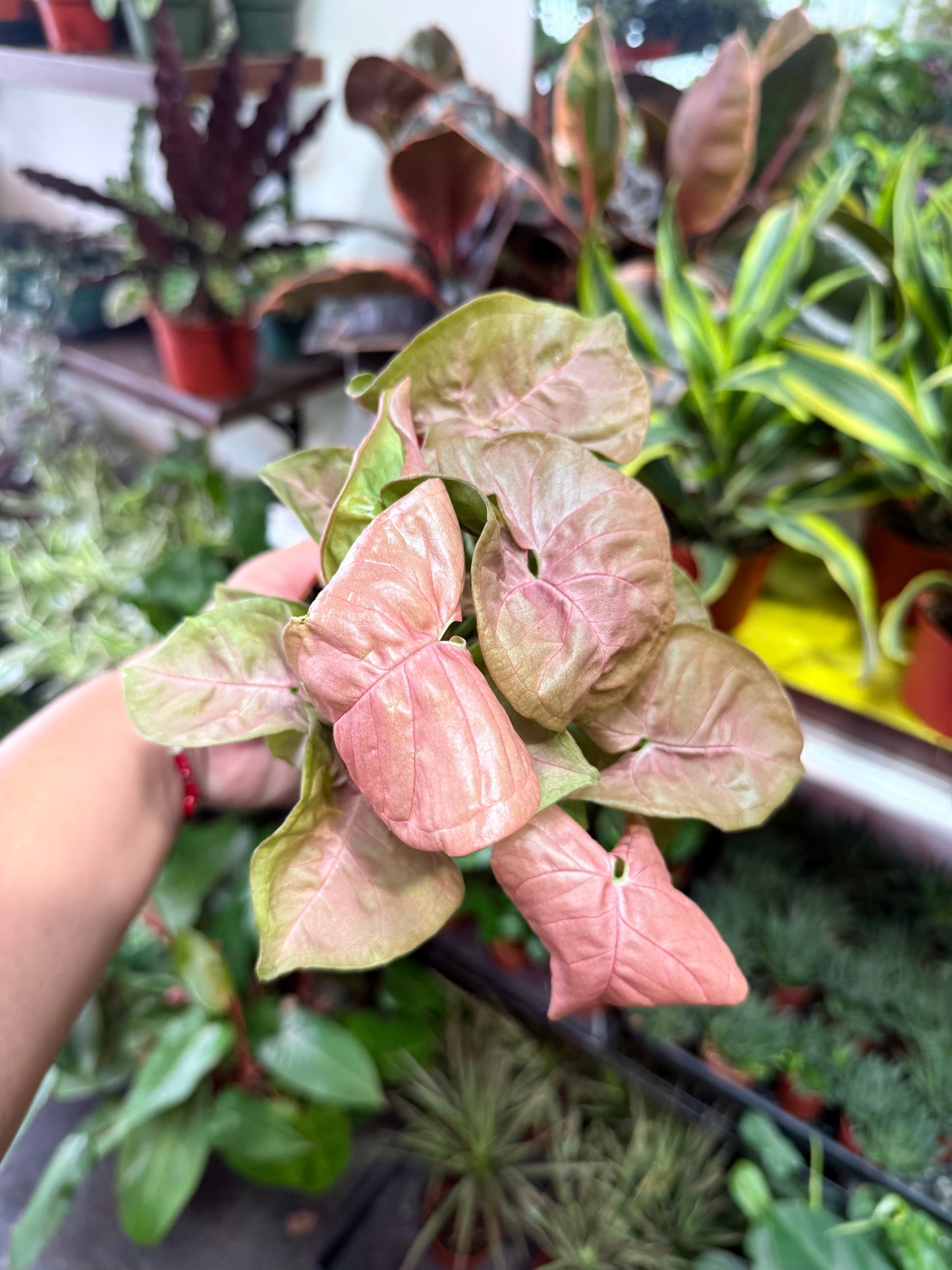 Syngonium 'Neon Robusta'