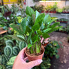 ZZ Plant 'Zamioculcas Zamiifolia'
