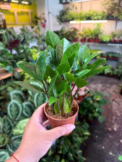 ZZ Plant 'Zamioculcas Zamiifolia'