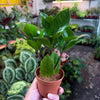ZZ Plant 'Zamioculcas Zamiifolia'