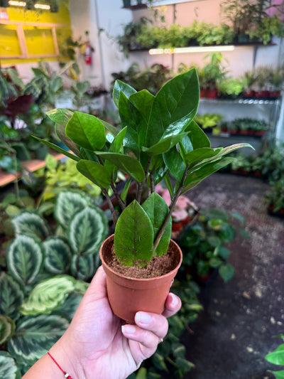 ZZ Plant 'Zamioculcas Zamiifolia'
