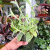 Tradescantia 'Sillamontana Variegated'